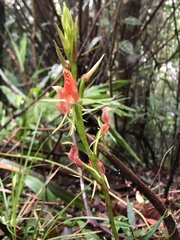 Cryptostylis arachnites