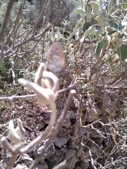 Coenonympha pamphilus