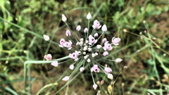 Allium anisopodium