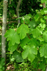 Acer velutinum