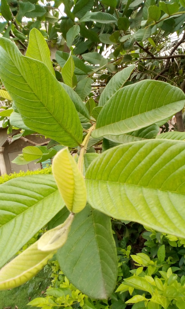 Common guava from Bonou, Bénin on May 26, 2022 at 09:05 AM by ONG ODDB ...