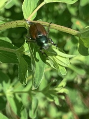 Anomala dubia