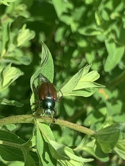 Anomala dubia