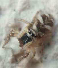 Salticus scenicus