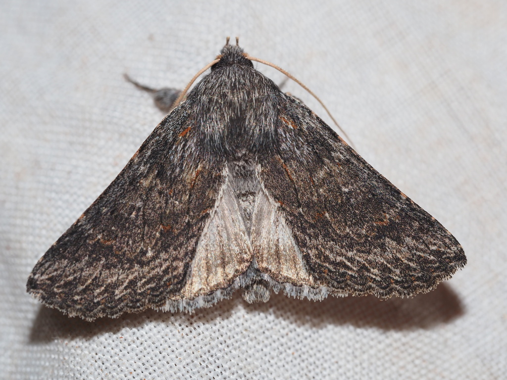 Brachycyttara crypsipyrrha