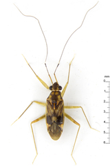 Cylapinae