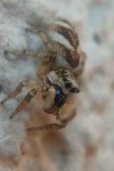 Salticus scenicus