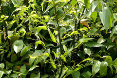 Danae racemosa