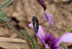 Acmaeodera brevipes