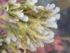 Dictyopteris undulata