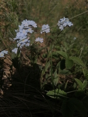 Myosotis imitata