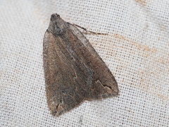 Amelora belemnophora