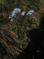 Myosotis imitata