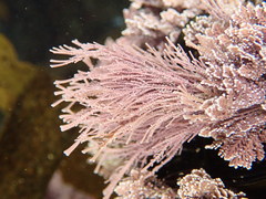 Lithothrix aspergillum