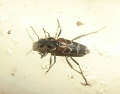 Xylotrechus