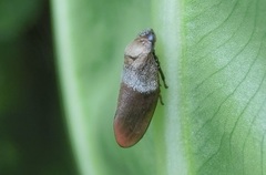 Eoscarta
