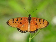 Acraea terpsicore