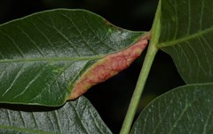 Forda marginata
