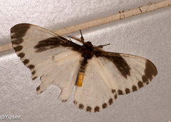 Melanothrix