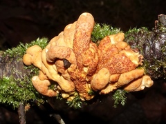 Hypocreopsis rhododendri