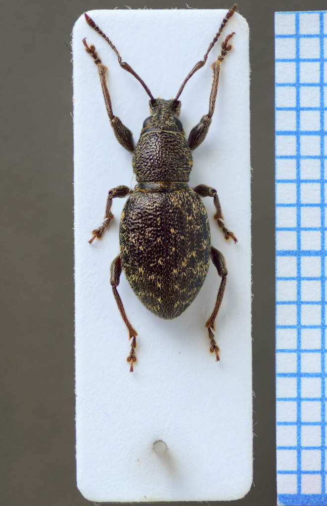 Otiorhynchus pilosus