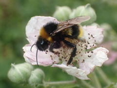 Bombus vestalis