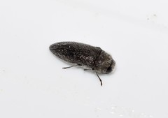 Acmaeodera brevipes