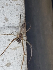 Tetragnatha versicolor