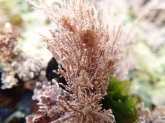 Lithothrix aspergillum