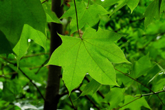 Acer cappadocicum