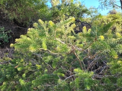 Melaleuca quadrifida