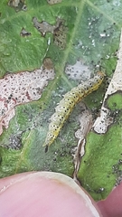Choreutis nemorana