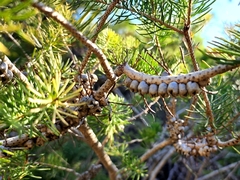 Melaleuca quadrifida