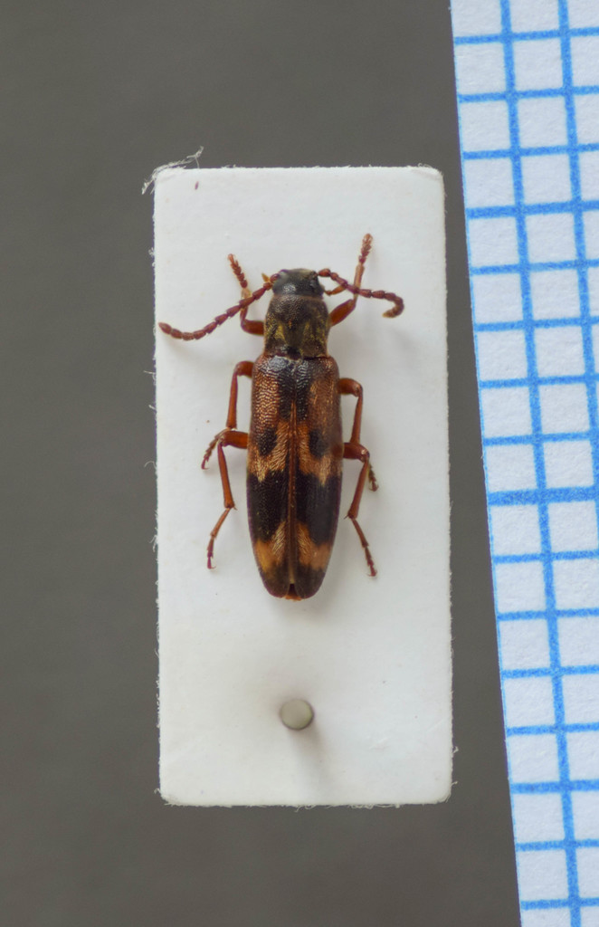Hypulus quercinus