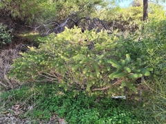 Melaleuca quadrifida