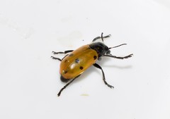 Lachnaia sexpunctata