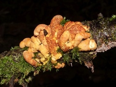 Hypocreopsis rhododendri