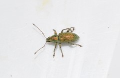 Polydrusus angustus