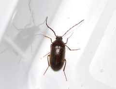 Hymenalia