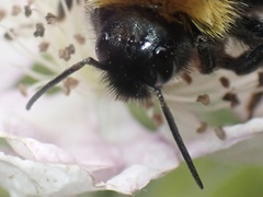 Bombus vestalis