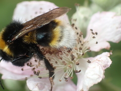 Bombus vestalis