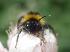 Bombus vestalis