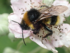 Bombus vestalis