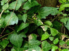 Hedera pastuchovii