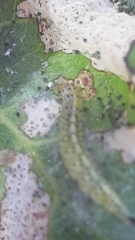 Choreutis nemorana