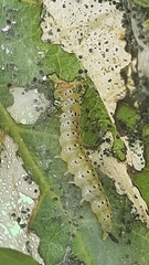 Choreutis nemorana