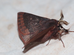Anthela rubeola