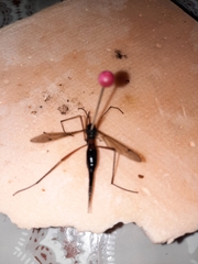 Tanyptera