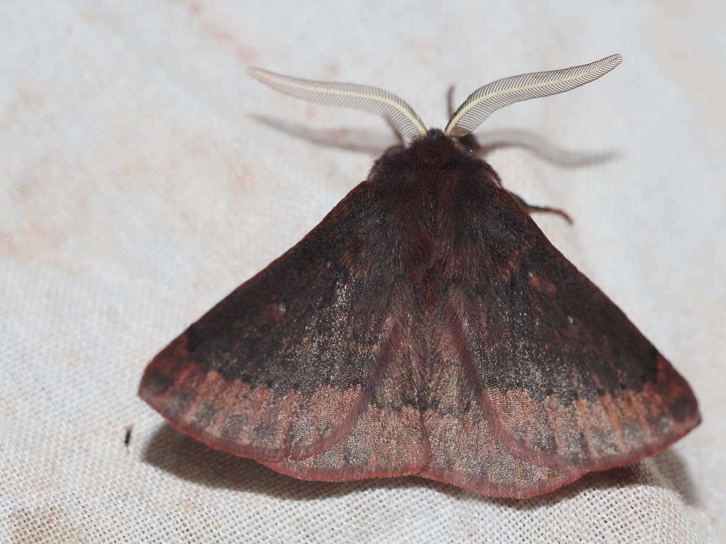 Anthela rubeola