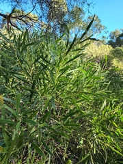 Acacia rostellifera